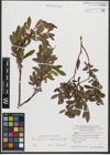 Foto von Salix purpurea L. x Salix waldsteiniana Willd.